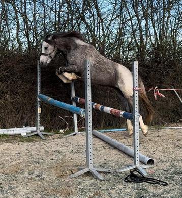 Ruiter gezocht beschikbaar voor biedingen