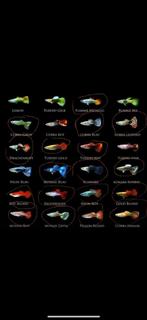 Guppys, Dieren en Toebehoren