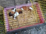 Cavia's te verkrijgen, Dieren en Toebehoren, Knaagdieren, Meerdere dieren, Cavia