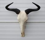 Schedel GNU / WILDEBEEST - met kiezen - gewei (ref. K), Ophalen of Verzenden, Gebruikt, Wild dier, Schedel