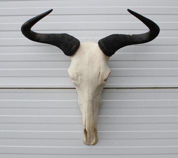 Schedel GNU / WILDEBEEST - met kiezen - gewei (ref. K) beschikbaar voor biedingen