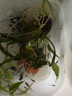 vissen, Dieren en Toebehoren, Vissen | Aquariumvissen