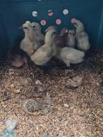 G' h mong kuikentjes. 4 stuks. Natuurbroed. Onder een kip hi, Geslacht onbekend, Kip