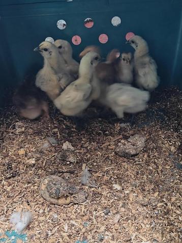G' h mong kuikentjes. 4 stuks. Natuurbroed. Onder een kip hi beschikbaar voor biedingen