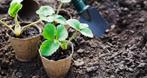 Aardbeiplantjes in pot, Ophalen, Zomer