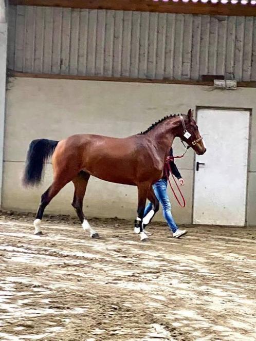 Jong mooi springpaard, Animaux & Accessoires, Chevaux, Jument, Débourré, 165 à 170 cm, 3 à 6 ans, Cheval de saut, Avec pedigree