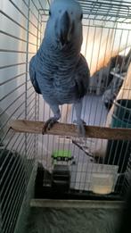 Grijze roodstaart, Dieren en Toebehoren, Vogels | Parkieten en Papegaaien, Papegaai, Geringd