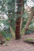 Bois à donner - thuya, Tuin en Terras, Brandhout, Minder dan 3 m³, Ophalen, Overige houtsoorten, Stammen