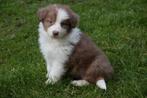 Border collie pups, zwart-wit en bruin-wit, Animaux & Accessoires, Parvovirose, Plusieurs, Belgique, 8 à 15 semaines