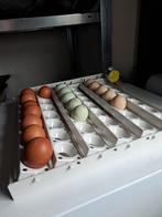 Broedeieren: cream legbar, olijfleggersF1, cochins