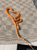 1.1 amel 66% het anery, Dieren en Toebehoren