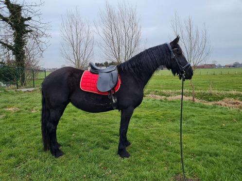 GEZOCHT: stal plus weidegang regio moorslede, ledegem, Dieren en Toebehoren, Pony's