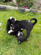 Bordercollie x whippit, Dieren en Toebehoren, België, Particulier, 8 tot 15 weken, CDV (hondenziekte)