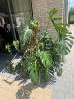 Monstera Gatenplant / Philodendron, Huis en Inrichting, Kamerplanten, Ophalen