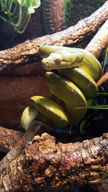 Morelia viridis cyclope  beschikbaar voor biedingen