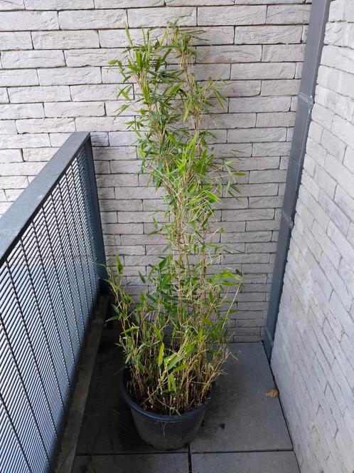 Fargesia dwergbamboe 1m40 niet woekerende, Tuin en Terras, Planten | Struiken en Hagen, Haag, Bamboe, Ophalen