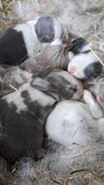 Baby hangoor dwergkonijn (NDH), Meerdere dieren, Dwerg, 0 tot 2 jaar, Hangoor