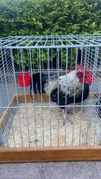 Haan, Dieren en Toebehoren, Mannelijk, Kip