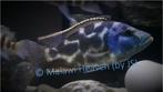 Haplochromis Livinstoni - malawi Cichliden, Poisson, Poisson d'eau douce, Banc de poissons