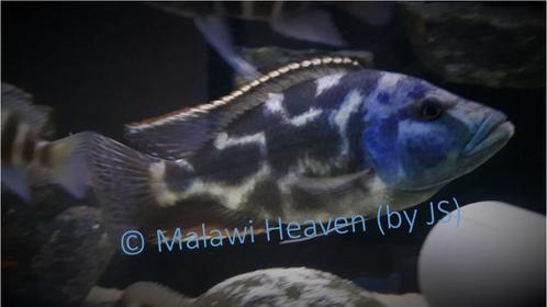 Haplochromis Livinstoni - malawi Cichliden, Animaux & Accessoires, Poissons | Poissons d'aquarium, Poisson d'eau douce, Poisson