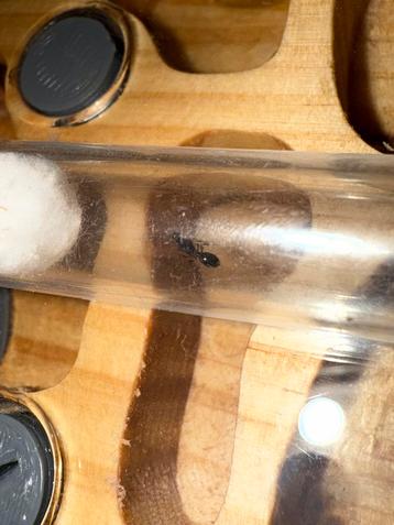 Reine des fourmis Goniomma hispanicum