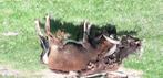 Kudde soay  schapen, Meerdere dieren
