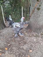 Brahma meerzomig zilver blauwe haan, Mannelijk, Kip