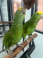 Handtamme amazones, Dieren en Toebehoren, Meerdere dieren, Papegaai, Geringd