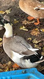 DIEREN, Dieren en Toebehoren, Pluimvee, Mannelijk, Eend