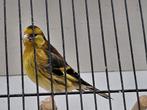 Kruising distelvink x kanarie, Dieren en Toebehoren, Vogels | Overige Vogels, Mannelijk, Wildzangvogel, Geringd