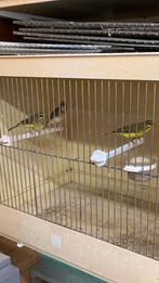 Sijzen +groenvinken, Mannelijk, Wildzangvogel