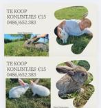 Konijn, Dieren en Toebehoren, Groot