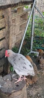 1 kuiken Silverrudd bla splash / Isbar haantje, Dieren en Toebehoren, Mannelijk, Kip