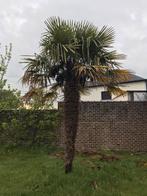 Palmboom trachycarpus fortunei, Tuin en Terras, Planten | Bomen, 250 tot 400 cm, Ophalen, Palmboom