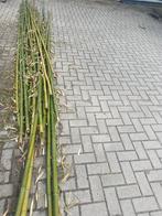 Bamboe stokken, Ophalen, Zo goed als nieuw