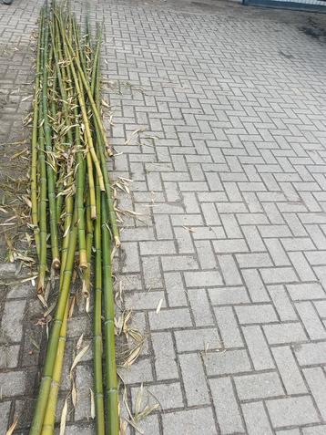 Bamboe stokken beschikbaar voor biedingen