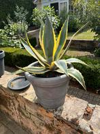 Grote agave in kunststof bloempot betonlook, Ophalen