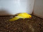 kakariki's, Dieren en Toebehoren, Meerdere dieren, Parkiet