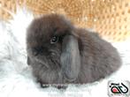Raszuiver baby minilop konijn ram (transport mogelijk), Dieren en Toebehoren, Konijnen, Mannelijk, Dwerg, Hangoor, 0 tot 2 jaar