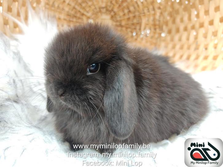 Raszuiver baby minilop konijn ram (transport mogelijk), Dieren en Toebehoren, Konijnen, Dwerg, Mannelijk, 0 tot 2 jaar, Hangoor