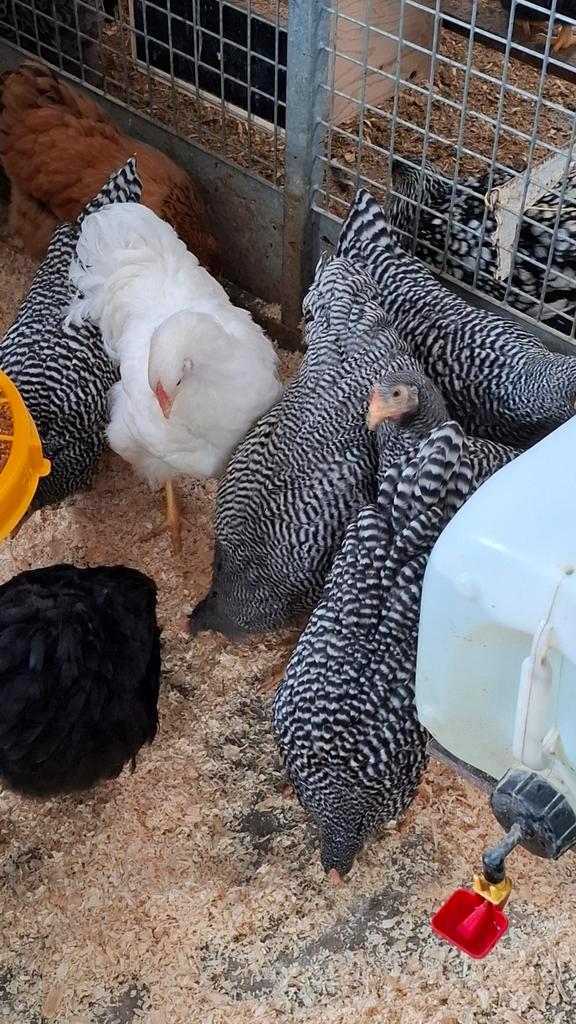 Amrock gestreept groothoenders, Animaux & Accessoires, Volatiles, Poule ou poulet, Plusieurs animaux