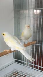 Mosaïque jaune canari pour couple