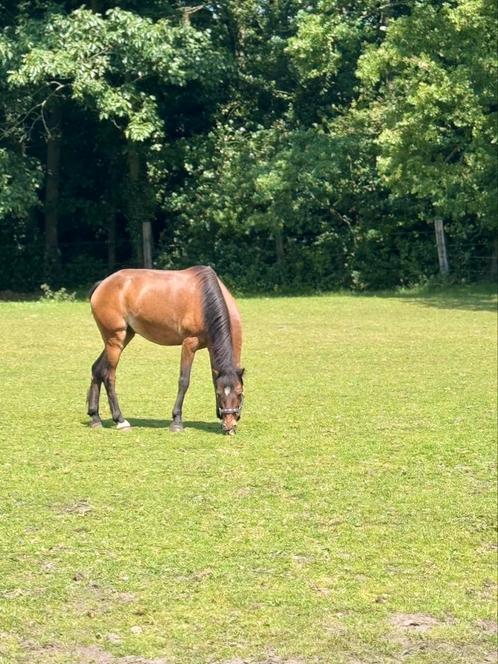 Mooie C pony te koop, Dieren en Toebehoren, Pony's, Ruin, Niet van toepassing, C pony (1.27m tot 1.37m), Recreatiepony, 11 jaar of ouder
