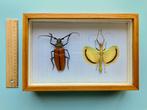 Taxidermie insect, Collections, Collections Animaux, Insecte, Enlèvement, Utilisé, Animal empaillé
