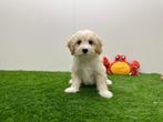 Maltipoo pups, België, 8 tot 15 weken, CDV (hondenziekte), Meerdere