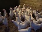 Witte leghorns aan de leg