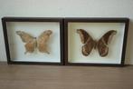 Taxidermie grote vlinders in kader, Ophalen of Verzenden, Gebruikt, Insect, Opgezet dier