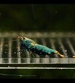 Boa caridina garnalen