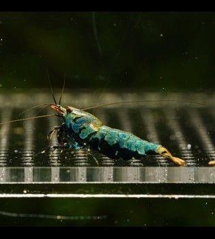 Boa caridina garnalen, Animaux & Accessoires, Poissons | Poissons d'aquarium