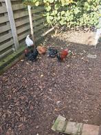 Cochin krielen, Dieren en Toebehoren, Pluimvee, Meerdere dieren, Kip